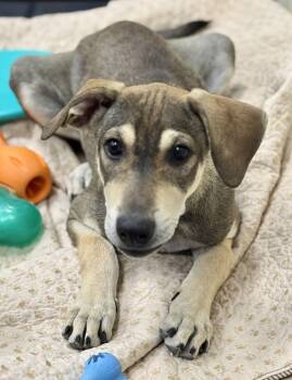 Shepherd and Beagle Dogs Available for Adoption - Kany | PetCurious