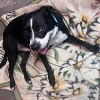 Hugo - Affectionate, Kisses, Easy-going, Good w/Dogs, 3 yrs old, -  Pit Bull Terrier Dog for Adoption in Houston, Texas - Hugo - Affectionate, Kisses, Easy-going, Good W/Dogs, 3 Yrs Old, | PetCurious