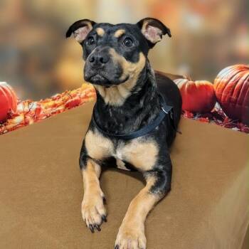 Cheyenne -  Beagle and Mixed Breed Dog for Adoption in Griswold, Connecticut - Cheyenne | PetCurious