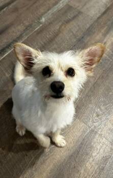 Rat Terrier Dogs Available for Adoption in Conroe, Texas - Toby | PetCurious