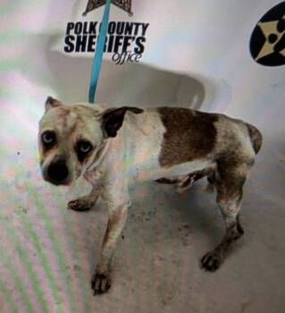 Chihuahua Dogs Available for Adoption in Lakeland, Florida - Harold | PetCurious