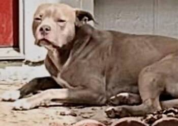 Pit Bull Terrier Dogs Available for Adoption - A654117 | PetCurious