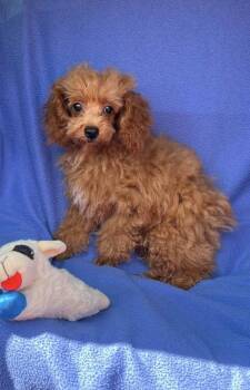 Dusty -  Poodle Dog for Adoption in Milton, Georgia - Dusty | PetCurious