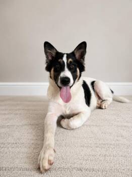 Dutch -  Border Collie Dog for Adoption - Dutch | PetCurious