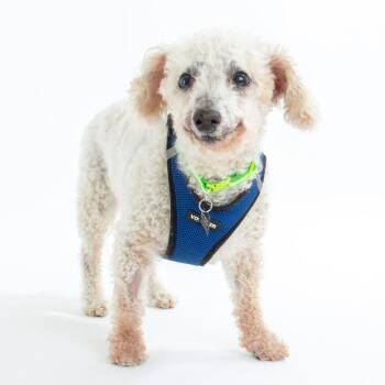 Garvin Thomas 14320 -  Poodle Dog for Adoption in San Francisco, California - Garvin Thomas 14320 | PetCurious