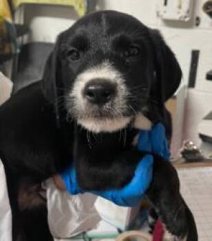 Ludwig -  Mixed Breed Dog for Adoption in West Chester, Pennsylvania - Ludwig | PetCurious