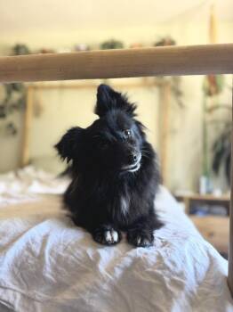 Pomeranian Dogs Available for Adoption - Kippa | PetCurious