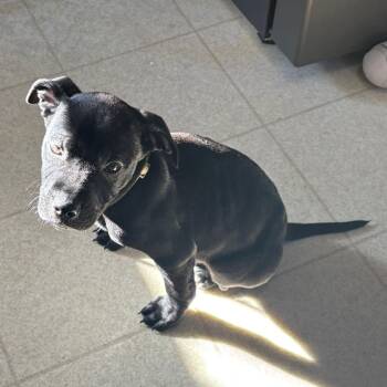 Pit Bull Terrier and Labrador Retriever Dogs Available for Adoption - Wilber | PetCurious