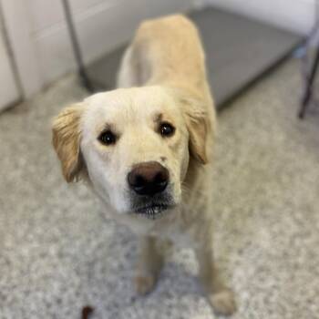 Golden Retriever Dogs Available for Adoption in Hattiesburg, Mississippi - Odie | PetCurious
