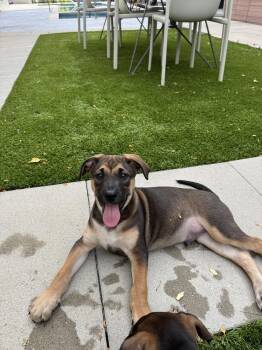HICCUP -  Shepherd Dog for Adoption in Broomfield, Colorado - HICCUP | PetCurious