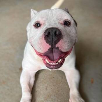 Chuck -  American Bulldog and Patterdale Terrier Fell Terrier Dog for Adoption in Pass Christian, Mississippi - Chuck | PetCurious