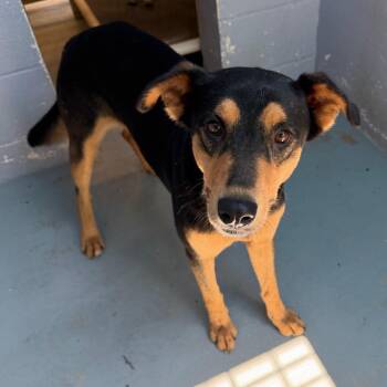 FOLK -  Shepherd and Mixed Breed Dog Available for Adoption in Kyle, Texas - FOLK | PetCurious