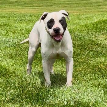Panda -  Pit Bull Terrier Dog for Adoption in Valparaiso, Indiana - Panda | PetCurious