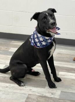 Rescue American Bulldog Dogs for Adoption in Lufkin, Texas - Mo | PetCurious