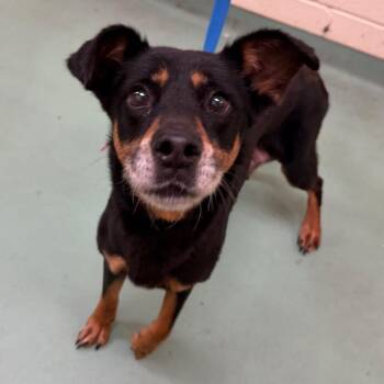 Mixed Breed Dogs Available for Adoption in Memphis, Tennessee - Sugar Mama | PetCurious