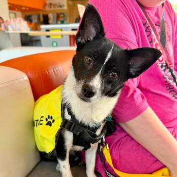 Bae Bae -  Chihuahua and Cardigan Welsh Corgi Dog for Adoption in Bentonville, Arkansas - Bae Bae | PetCurious