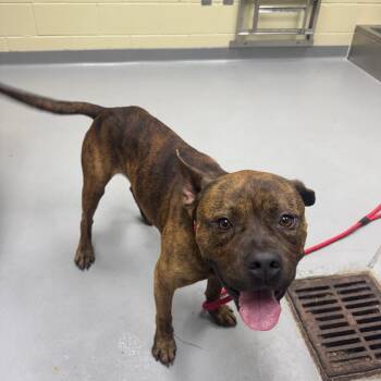 Mixed Breed Dogs Available for Adoption in Columbus, Georgia - 05/26/2026-Stray-MorrisAvenue | PetCurious