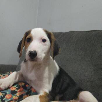 Rescue Hound and Beagle Dogs for Adoption in Plainfield, Illinois - Casper | PetCurious