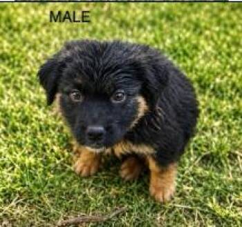 Avery -  Terrier and Shepherd Dog for Adoption - Avery | PetCurious