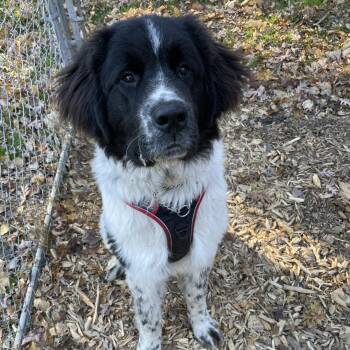 Rescue Newfoundland Dog Dogs for Adoption in North Branch, Minnesota - Chowder | PetCurious