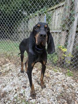 Drayton -  Black And Tan Coonhound Dog for Adoption in Charleston, South Carolina - Drayton | PetCurious