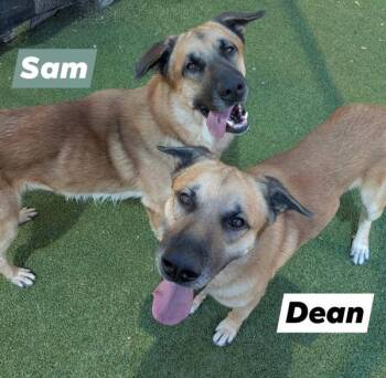 Anatolian Shepherd and German Shepherd Dog Dogs Available for Adoption - Dean Winchester | PetCurious