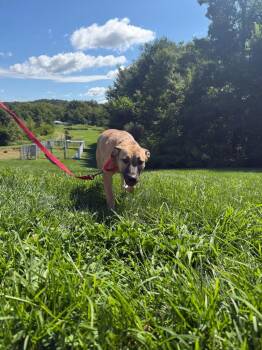 Lola -  Mixed Breed Dog for Adoption in Hyde Park, New York - Lola | PetCurious