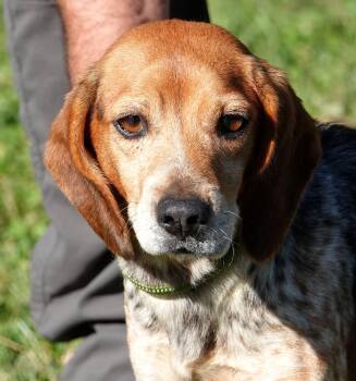 Kackles -  Beagle Dog for Adoption in Millfield, Ohio - Kackles | PetCurious