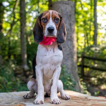 Josephine -  Beagle Dog for Adoption in Cincinnati, Ohio - Josephine | PetCurious