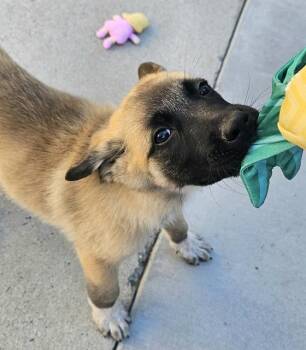 Rescue Great Pyrenees and Belgian Shepherd Malinois Dogs for Adoption in Santa Cruz, California - CARPENTER* | PetCurious