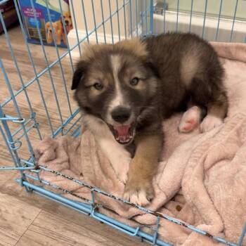Great Pyrenees and Australian Shepherd Dogs Available for Adoption in Myrtle Beach, South Carolina - Pongo | PetCurious