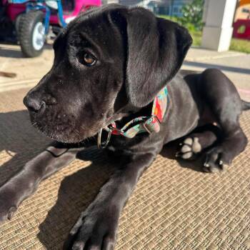 Nyx Solace -  Cane Corso and Mixed Breed Dog for Adoption in Savannah, Georgia - Nyx Solace | PetCurious