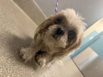 HERMIT CRAB -  Shih Tzu Dog for Adoption in Las Vegas, Nevada - HERMIT CRAB | PetCurious