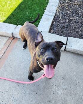American Staffordshire Terrier Dogs Available for Adoption in Perth Amboy, New Jersey - Tango | PetCurious