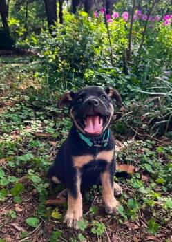 Feta -  German Shepherd Dog Dog for Adoption in Shawnee, Oklahoma - Feta | PetCurious