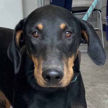 111743 -  Mixed Breed Dog for Adoption in Las Cruces, New Mexico - 111743 | PetCurious