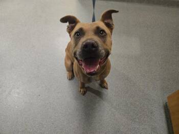 ISABEL -  Pit Bull Terrier Dog for Adoption in Tustin, California - ISABEL | PetCurious