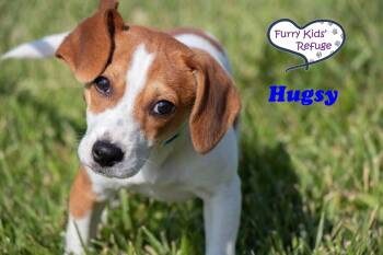 Hugsy -  Beagle Dog for Adoption in Lee