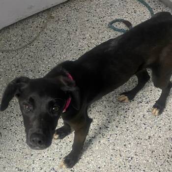 Wyrm -  Labrador Retriever and Terrier Dog for Adoption in Hattiesburg, Mississippi - Wyrm | PetCurious