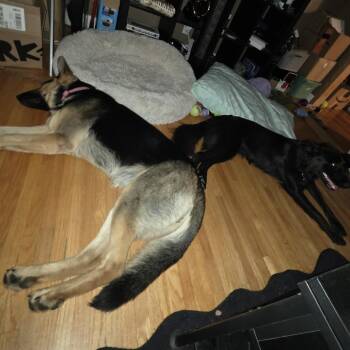 Sookie D12125 -  German Shepherd Dog Dog for Adoption - Sookie D12125 | PetCurious