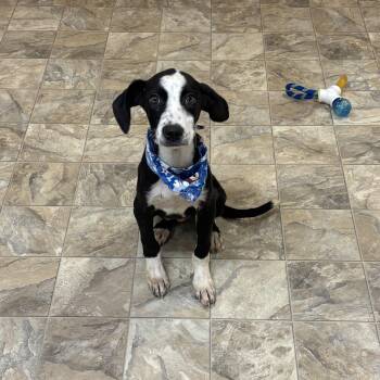 Rescue Terrier Dogs for Adoption in Pilot Point, Texas - Tyson | PetCurious