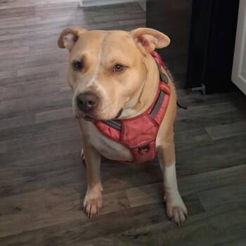 Nyla Lynn -  American Staffordshire Terrier Dog for Adoption in Zuni, Virginia - Nyla Lynn | PetCurious