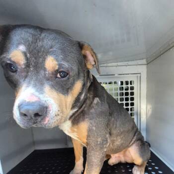 Mixed Breed Dogs Available for Adoption - 02/07/2026-Stray-EsquilineDrive | PetCurious