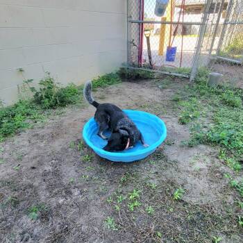 Australian Cattle Dog Blue Heeler Dogs Available for Adoption in Lake Panasoffkee, Florida - Tucker | PetCurious