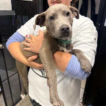 Mixed Breed Dogs Available for Adoption in Savannah, Georgia - Slate | PetCurious