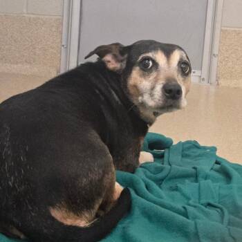 Dachshund Dogs Available for Adoption - Letty- Regal Resident, Adoption Fees Waived! | PetCurious