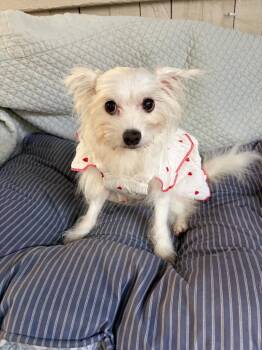 Cha Cha -  Maltese Dog for Adoption in Fort Worth, Texas - Cha Cha | PetCurious