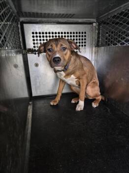 Rescue German Shepherd Dog and Pit Bull Terrier Dogs for Adoption in Texas City, Texas - ECHO | PetCurious