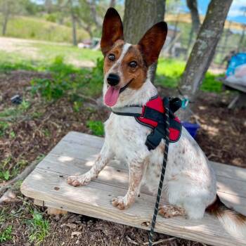 Tracker -  Australian Cattle Dog Blue Heeler Dog for Adoption in Center Point, Texas - Tracker | PetCurious