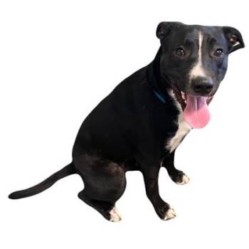 Ben -  Pit Bull Terrier and Labrador Retriever Dog for Adoption in Red Bluff, California - Ben | PetCurious